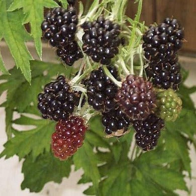 Blackberry Plants- Growing Advice and Tips