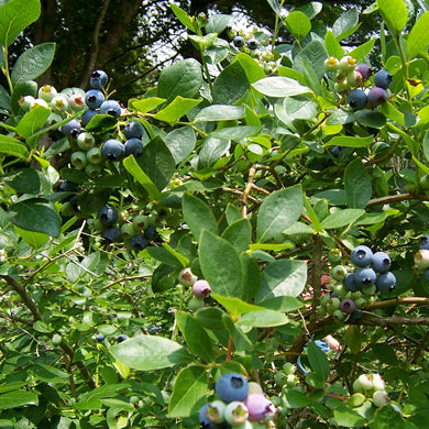 Blueberry Plants and Bushes - Growing Advice and Tips