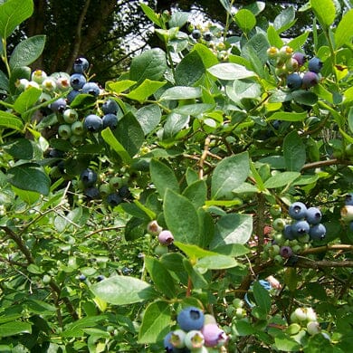 Blueberry Plants and Bushes - Growing Advice and Tips
