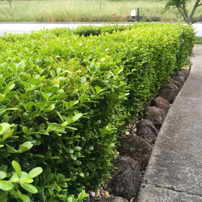 Buxus sempervirens (Common Box) bare root hedge plant for UK formal hedging