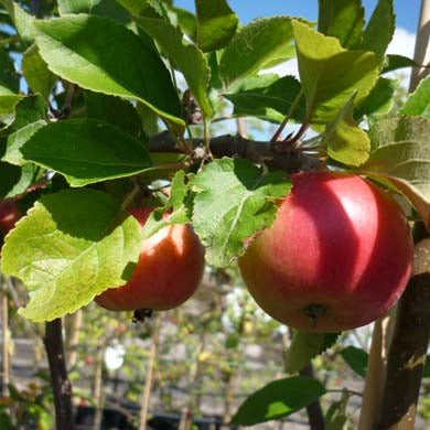 Apple Trees - Planting and Care Guide