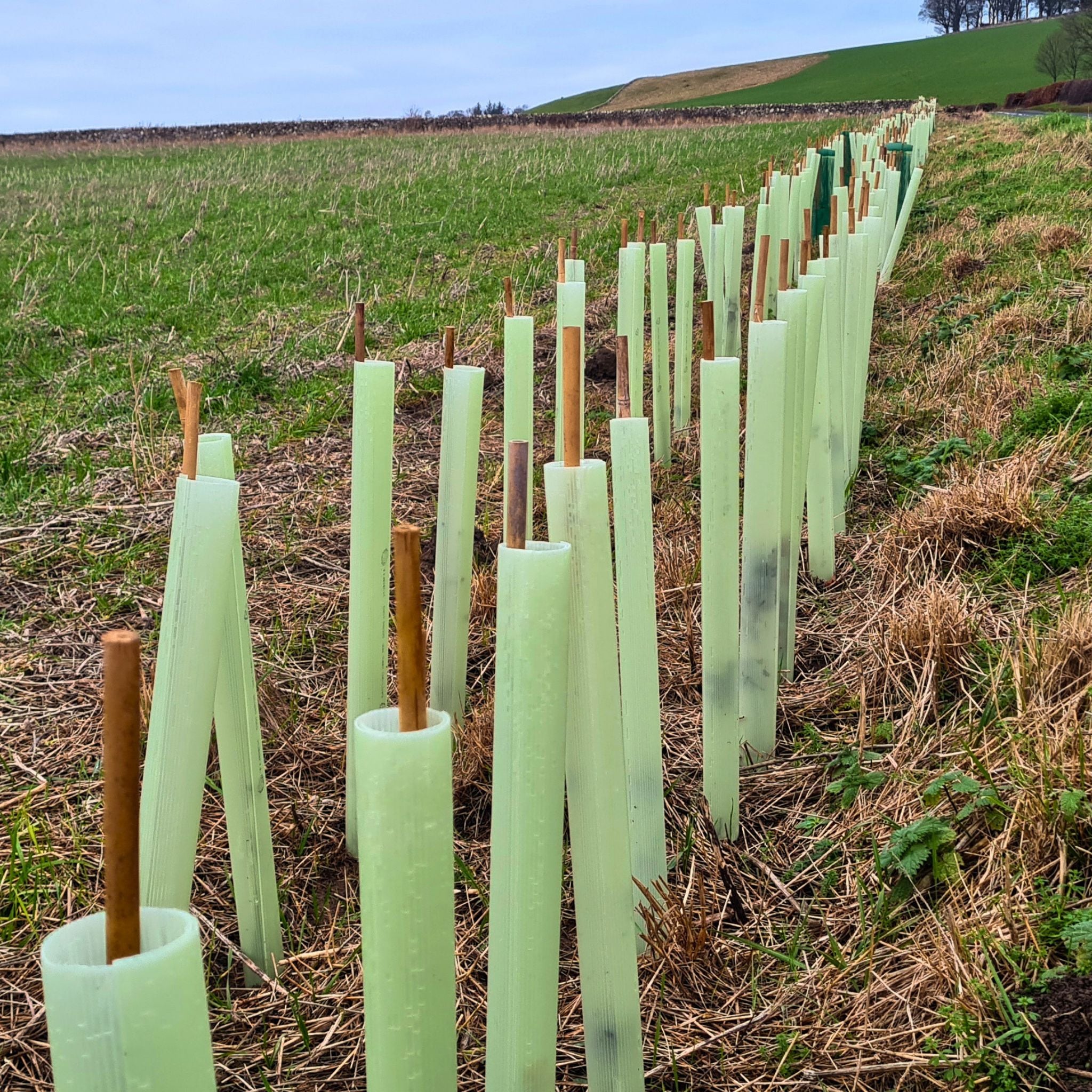 Hedge Plant Spacing Secrets: Discover the Ideal Number of Plants Per Metre for Your Perfect UK Hedge