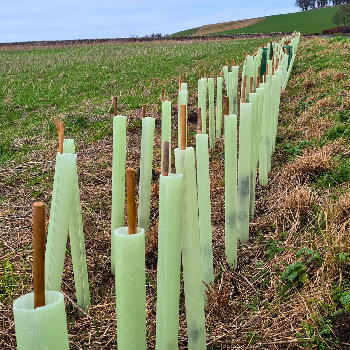 Hedge planting illustration.