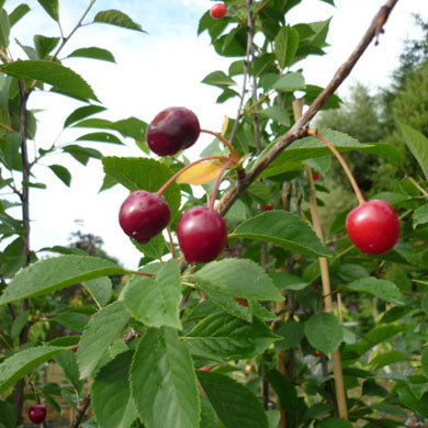 Cherry Trees - Planting and Care Guide