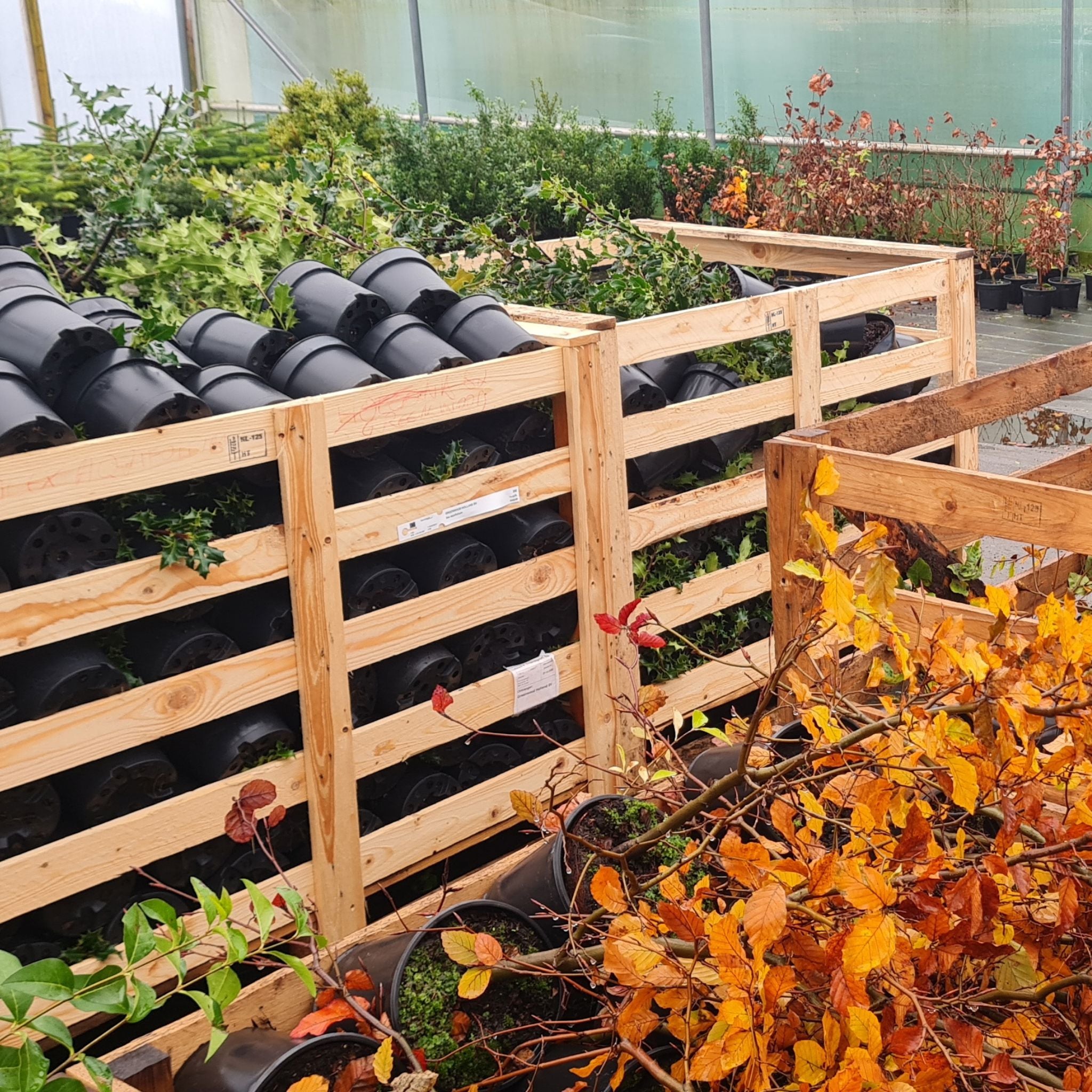 Mastering the Art of Timing: When to Plant Hedging for Optimal Growth in the UK
