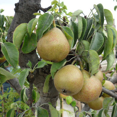 Pear Trees - Planting and Care Guide