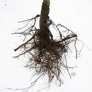 Bare Root Plants and Trees Planting Guide