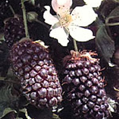 Boysenberry Plants - Gardening Advice and Tips