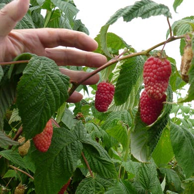 Raspberry Canes (Bareroot) - Planting and Care Guide