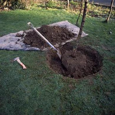 How To Plant A Containerised Tree