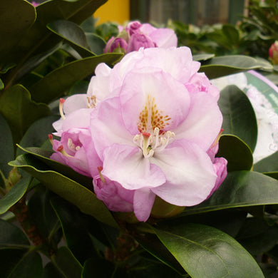 Rhododendrons and Azaleas - Planting and Care Guide