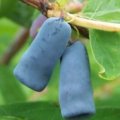 Honeyberry - Planting and Care Guide