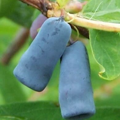 Honeyberry - Planting and Care Guide