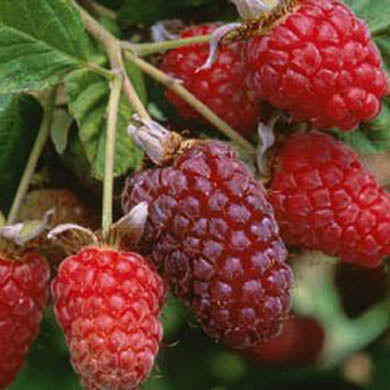 Loganberry - Planting and Care Guide