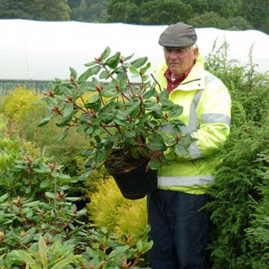 Pot Grown Guide - How To Plant A Pot Grown Plant