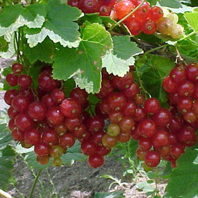 Red and White Currants - Planting and Care Guide