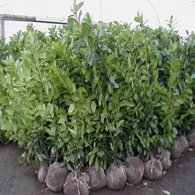 Rootball - Planting and Care Guide