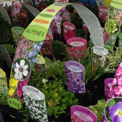 Colorful plant labels with photos and names of alpine flowers are displayed above green potted plants, arranged closely together in a garden center or plant nursery.