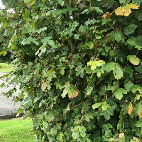 Dense green foliage of a bush with three-lobed leaves, some showing yellow and brown patches, grows beside a grassy area and a paved path in the background.