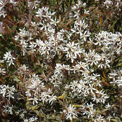 A dense cluster of small, star-shaped white flowers with slender petals and narrow green leaves on a bushy plant. The foliage and flowers cover most of the image.