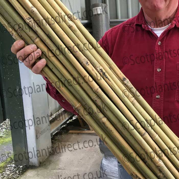 A person in a red shirt holds a bundle of long bamboo canes outside near a building. The canes are light brown with some dark spots.