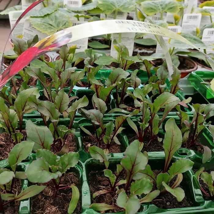 Young beet seedlings growing in green plastic trays, displayed for sale at a garden center. The seedlings have vibrant green leaves with reddish-purple stems. Other plants are visible in the background.