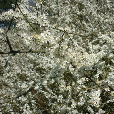 Close-up of tree branches covered in dense clusters of small white blossoms, creating a backdrop filled with many delicate flowers against a blurred background of similar flowering branches.