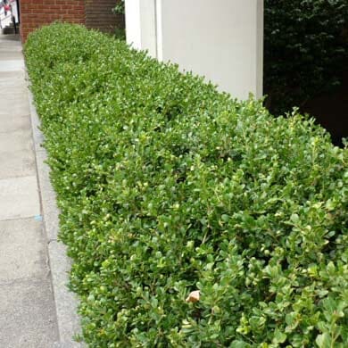 A neatly trimmed green hedge lines the edge of a sidewalk next to a building, with concrete paving on one side and white walls in the background.