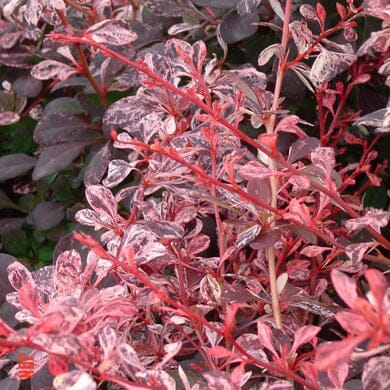 Pink and white variegated leaves with red stems and branches on a bush, surrounded by darker green foliage in the background.