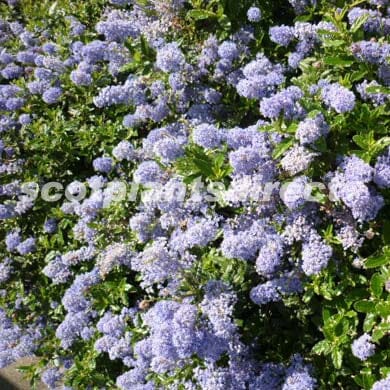 Dense shrub covered with clusters of small, vibrant purple-blue flowers and glossy green leaves, creating a lush, colorful display.