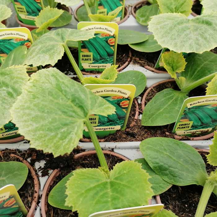 Small courgette (zucchini) plants in pots with labels that read Kitchen Garden Plants, Edible Plants, Courgette. The green leaves are fuzzy and the soil is visible.