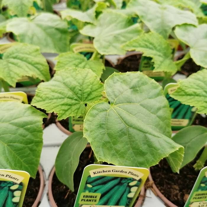 Close-up of young cucumber plants in small pots, each with a label reading Kitchen Garden Plants and Edible Plants. The green leaves are broad and healthy.