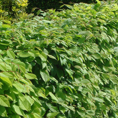 Dense green hedge with lush, serrated leaves in bright sunlight, creating a thick, leafy barrier.