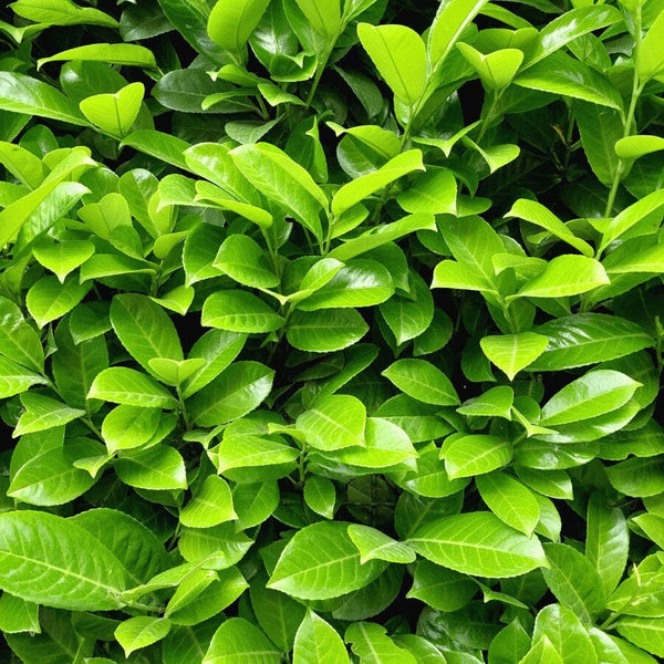 A dense cluster of vibrant green leaves with glossy surfaces, overlapping and covering the entire frame, creating a lush, natural background.