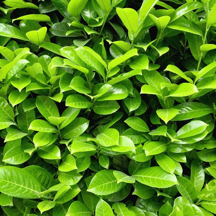 A dense cluster of vibrant green leaves with glossy surfaces, overlapping and covering the entire frame, creating a lush, natural background.
