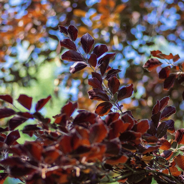 Branches with reddish-brown leaves are in focus, with a blurred background of green foliage and blue sky visible through the gaps between the leaves.