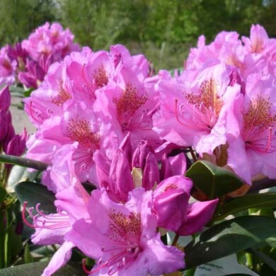 Clusters of vibrant pink rhododendron flowers in full bloom, surrounded by green leaves, with a blurred outdoor background of foliage and sky.