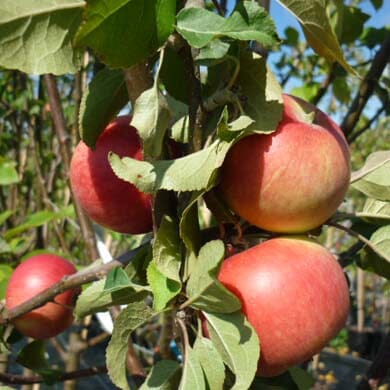 Several ripe red apples hang from a tree branch surrounded by green leaves, with sunlight shining on the fruit and foliage.
