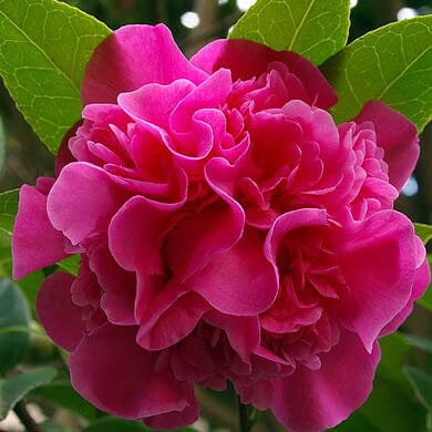 Bright pink camellia flower in full bloom with many layered petals, surrounded by green leaves and softly blurred background.