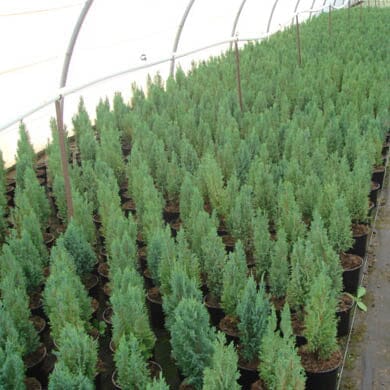 Rows of young tree saplings in black pots are arranged neatly inside a greenhouse with a curved, translucent roof, ready for cultivation or sale.
