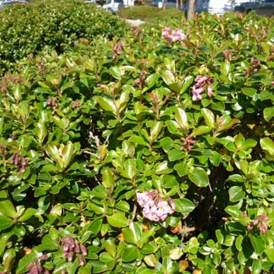 Green bush with glossy leaves and clusters of small pink flowers, set outdoors in bright sunlight. Other greenery and blurred background elements are also visible.