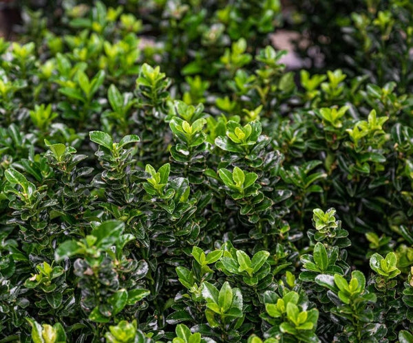 Dense cluster of lush, green boxwood shrub leaves with a glossy texture, varying in shades from dark to bright green, filling the frame.