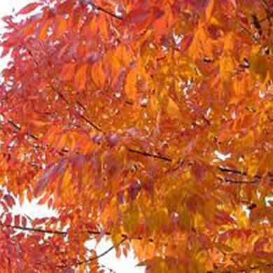 Bright orange and red autumn leaves cover tree branches against a pale sky, capturing the vibrant colors of fall foliage.