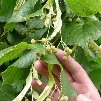 A hand gently holds a branch of a tree with green, serrated leaves and clusters of small, round, green fruits or seed pods.