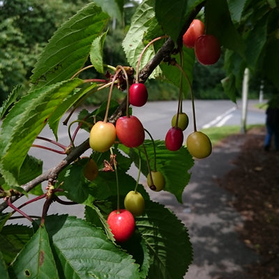 A cluster of unripe and ripening cherries hangs from a tree branch with green leaves beside a quiet, tree-lined road.