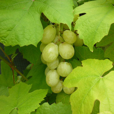 Grapes