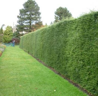A tall, dense hedge runs alongside a neatly mowed grassy path in a garden, with trees and a person visible in the background.