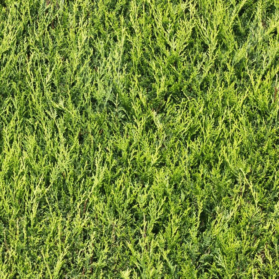 Dense, vibrant green foliage of a coniferous shrub or bush, with fine, needle-like leaves covering the entire image, creating a lush, textured natural background.