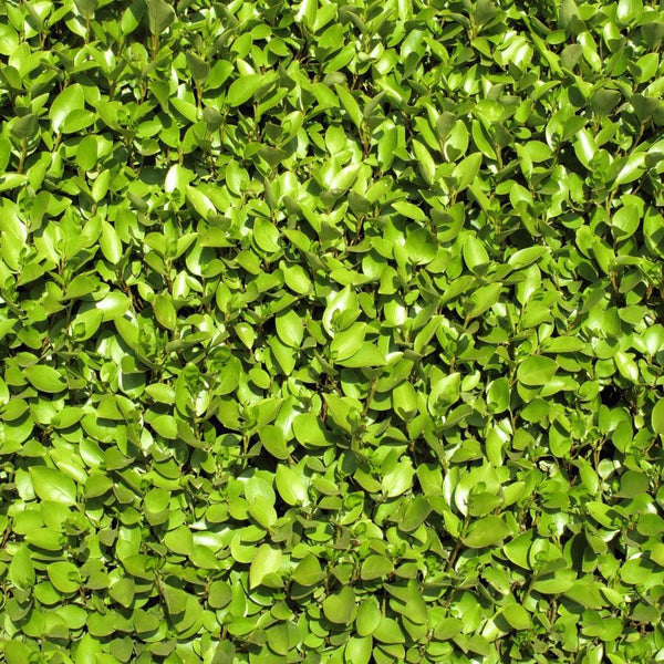 A dense, vibrant green hedge with closely packed, shiny leaves, forming a lush, leafy wall. Sunlight highlights the natural texture and fresh color of the foliage.