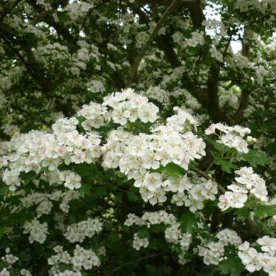 A dense cluster of small white flowers with green leaves blooming on a tree, surrounded by similar blossoms in the background.